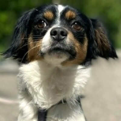 💥Ping Cavalier-Spitz- Mischling freundlich, liebevoll und aufgeschlossener Hund ❤️, Cavalier-Spitz- Mischling - Rüde