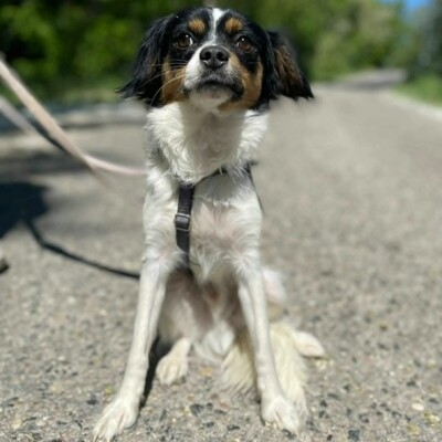 💥Ping Cavalier-Spitz- Mischling freundlich, liebevoll und aufgeschlossener Hund ❤️, Cavalier-Spitz- Mischling - Rüde