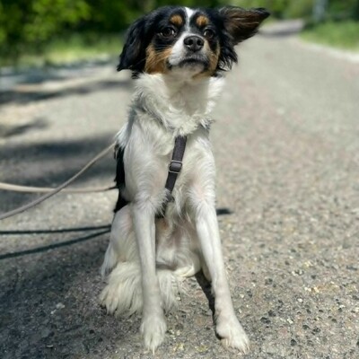 💥Ping Cavalier-Spitz- Mischling freundlich, liebevoll und aufgeschlossener Hund ❤️, Cavalier-Spitz- Mischling - Rüde