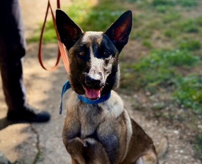 Pink ganz junge Malinois Hündin sucht ihr Zuhause
