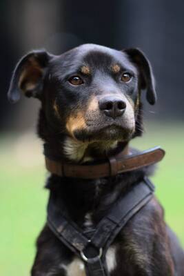 Pino