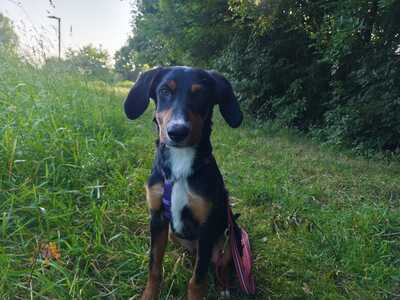Pino, Mischling Welpen - Rüde