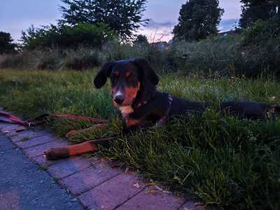 Pino, Mischling Welpen - Rüde