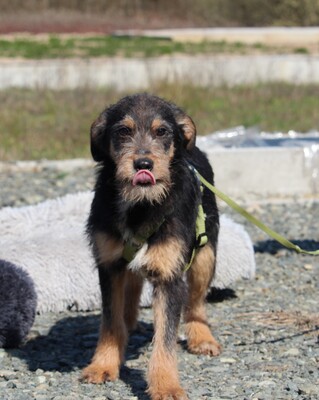 Pino, Mischling Welpen - Rüde