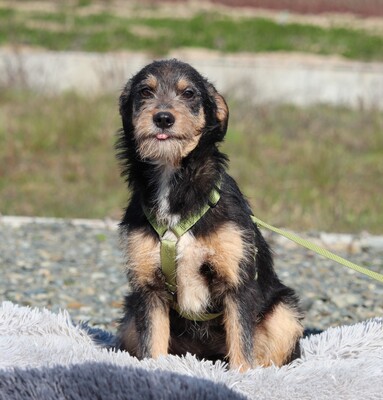 Pino, Mischling Welpen - Rüde