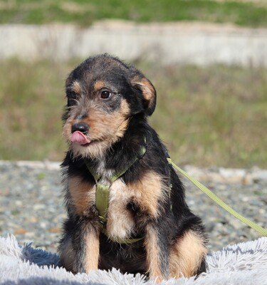 Pino, Mischling Welpen - Rüde