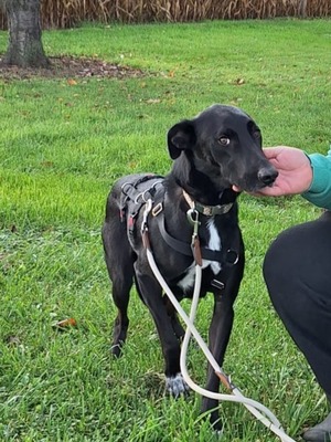 Pino - ein treues Sensibelchen