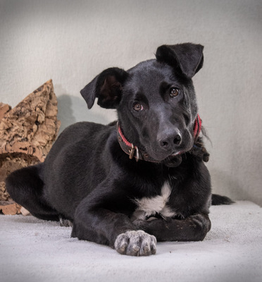 Pino - ein treues Sensibelchen, Mischling - Rüde