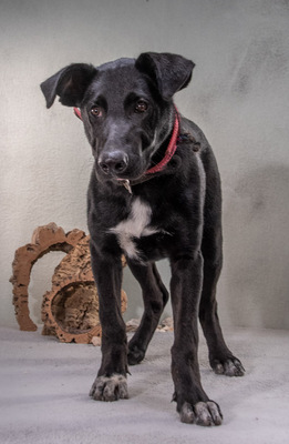 Pino - ein treues Sensibelchen, Mischling - Rüde