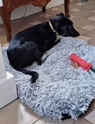 Pino - ein treues Sensibelchen, Mischling - Rüde