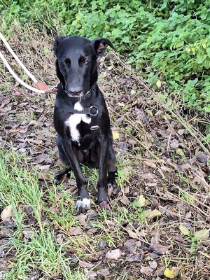 Pino - ein treues Sensibelchen, Mischling - Rüde