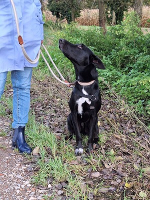 Pino - ein treues Sensibelchen, Mischling - Rüde