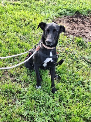 Pino - ein treues Sensibelchen, Mischling - Rüde