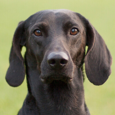 Pinolo, Segugio Tedesco-Mix - Rüde