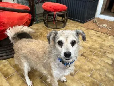 Pinto, Terrier - Rüde
