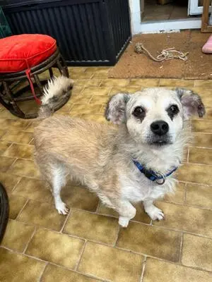 Pinto, Terrier - Rüde