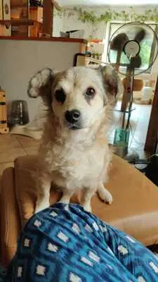 Pinto, Terrier - Rüde