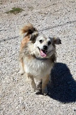Pinto, Terrier - Rüde
