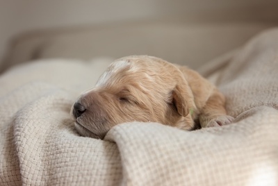 Pinu - Abenteuerlustiger Charmeur, ca. 5 Wochen, Mischling Welpen - Rüde