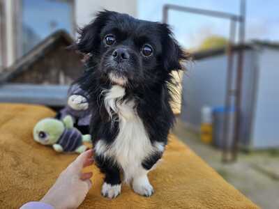 Piper und Payton, Pekinese oder Tibet Spaniel - Rüde 1