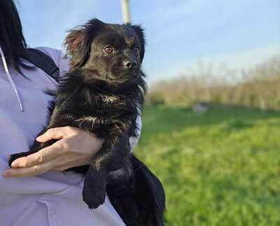 Piper und Payton, Pekinese oder Tibet Spaniel - Rüde