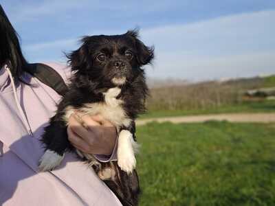 Piper und Payton, Pekinese oder Tibet Spaniel - Rüde