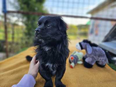 Piper und Payton, Pekinese oder Tibet Spaniel - Rüde