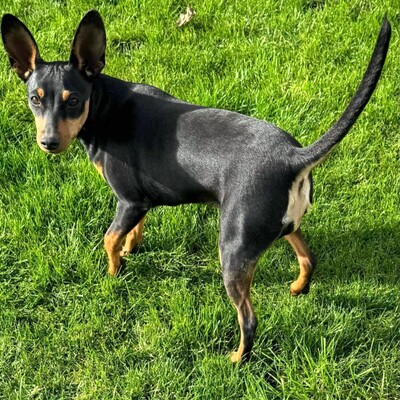 🩷Pipin nette kleine Pinscher - Mischlingswelpin sucht tollen Wirkungskreis bei lieben Tierfreunden 🌸, Mischlingswelpin Welpen - Hündin