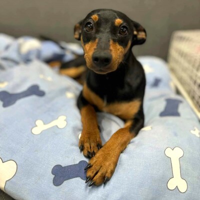 🩷Pipin nette kleine Pinscher - Mischlingswelpin sucht tollen Wirkungskreis bei lieben Tierfreunden 🌸, Mischlingswelpin Welpen - Hündin