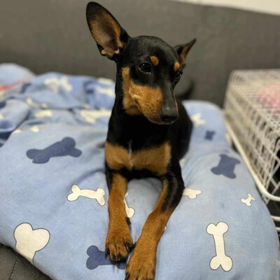 🩷Pipin nette kleine Pinscher - Mischlingswelpin sucht tollen Wirkungskreis bei lieben Tierfreunden 🌸, Mischlingswelpin Welpen - Hündin