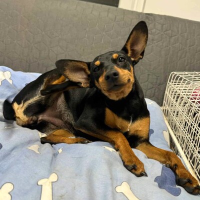 🩷Pipin nette kleine Pinscher - Mischlingswelpin sucht tollen Wirkungskreis bei lieben Tierfreunden 🌸, Mischlingswelpin Welpen - Hündin