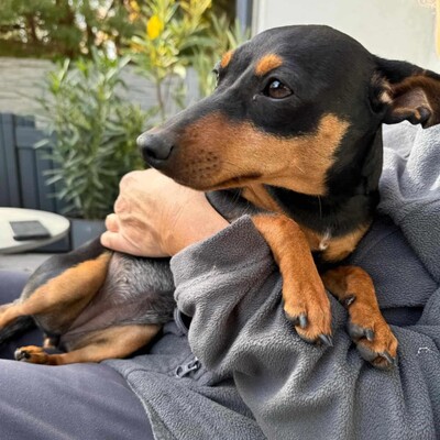 🩷Pipin nette kleine Pinscher - Mischlingswelpin sucht tollen Wirkungskreis bei lieben Tierfreunden 🌸, Mischlingswelpin Welpen - Hündin