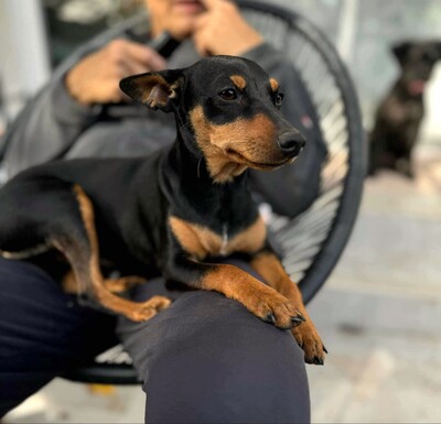 🩷Pipin nette kleine Pinscher - Mischlingswelpin sucht tollen Wirkungskreis bei lieben Tierfreunden 🌸, Mischlingswelpin Welpen - Hündin