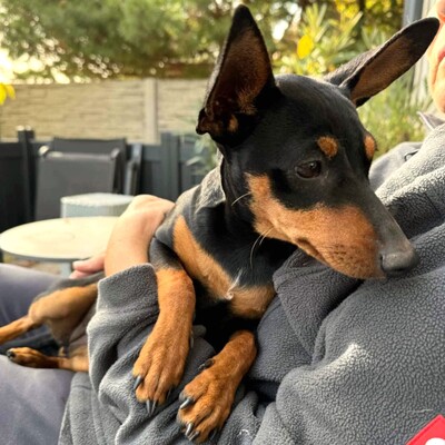 🩷Pipin nette kleine Pinscher - Mischlingswelpin sucht tollen Wirkungskreis bei lieben Tierfreunden 🌸, Mischlingswelpin Welpen - Hündin