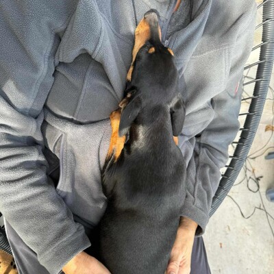 🩷Pipin nette kleine Pinscher - Mischlingswelpin sucht tollen Wirkungskreis bei lieben Tierfreunden 🌸, Mischlingswelpin Welpen - Hündin