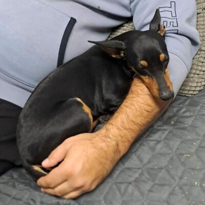 🩷Pipin nette kleine Pinscher - Mischlingswelpin sucht tollen Wirkungskreis bei lieben Tierfreunden 🌸, Mischlingswelpin Welpen - Hündin