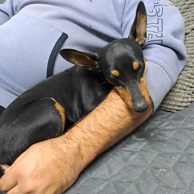 🩷Pipin nette kleine Pinscher - Mischlingswelpin sucht tollen Wirkungskreis bei lieben Tierfreunden 🌸, Mischlingswelpin Welpen - Hündin