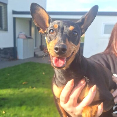 🩷Pipin nette kleine Pinscher - Mischlingswelpin sucht tollen Wirkungskreis bei lieben Tierfreunden 🌸, Pinscher - Mischling Welpen - Hündin