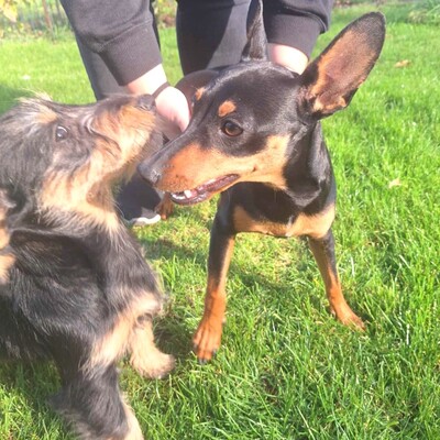 🩷Pipin nette kleine Pinscher - Mischlingswelpin sucht tollen Wirkungskreis bei lieben Tierfreunden 🌸, Pinscher - Mischling Welpen - Hündin