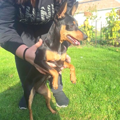 🩷Pipin nette kleine Pinscher - Mischlingswelpin sucht tollen Wirkungskreis bei lieben Tierfreunden 🌸, Pinscher - Mischling Welpen - Hündin