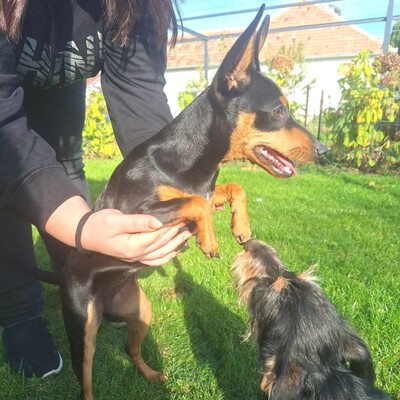 🩷Pipin nette kleine Pinscher - Mischlingswelpin sucht tollen Wirkungskreis bei lieben Tierfreunden 🌸, Pinscher - Mischling Welpen - Hündin