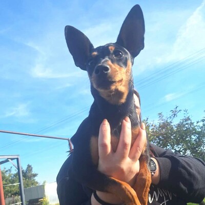 🩷Pipin nette kleine Pinscher - Mischlingswelpin sucht tollen Wirkungskreis bei lieben Tierfreunden 🌸, Pinscher - Mischling Welpen - Hündin