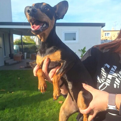 🩷Pipin nette kleine Pinscher - Mischlingswelpin sucht tollen Wirkungskreis bei lieben Tierfreunden 🌸, Pinscher - Mischling Welpen - Hündin