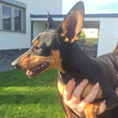 🩷Pipin nette kleine Pinscher - Mischlingswelpin sucht tollen Wirkungskreis bei lieben Tierfreunden 🌸, Pinscher - Mischling Welpen - Hündin