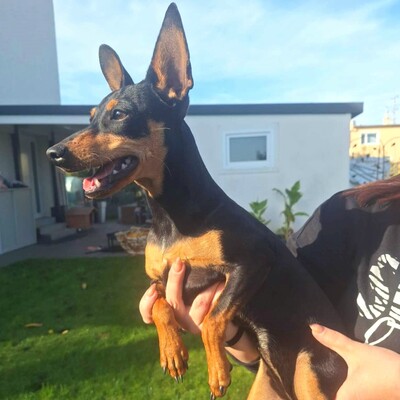 🩷Pipin nette kleine Pinscher - Mischlingswelpin sucht tollen Wirkungskreis bei lieben Tierfreunden 🌸, Pinscher - Mischling Welpen - Hündin