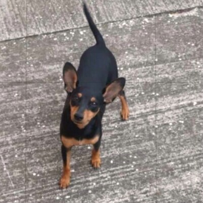 🩷Pipin nette kleine Pinscher - Mischlingswelpin sucht tollen Wirkungskreis bei lieben Tierfreunden 🌸, Pinscher - Mischling Welpen - Hündin