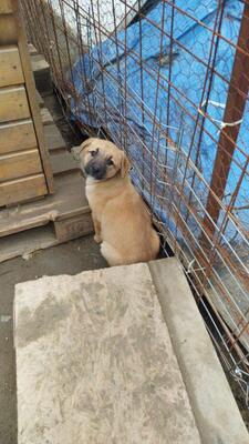 Pippa, Mischling Welpen - Hündin