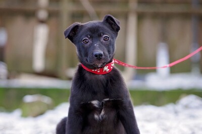 Pippa, Mischling Welpen - Hündin