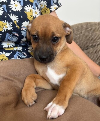 Pippa, Mischling Welpen - Hündin