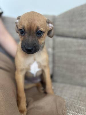 Pippa, Mischling Welpen - Hündin